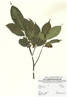 藏品(菲律賓榕)的圖片